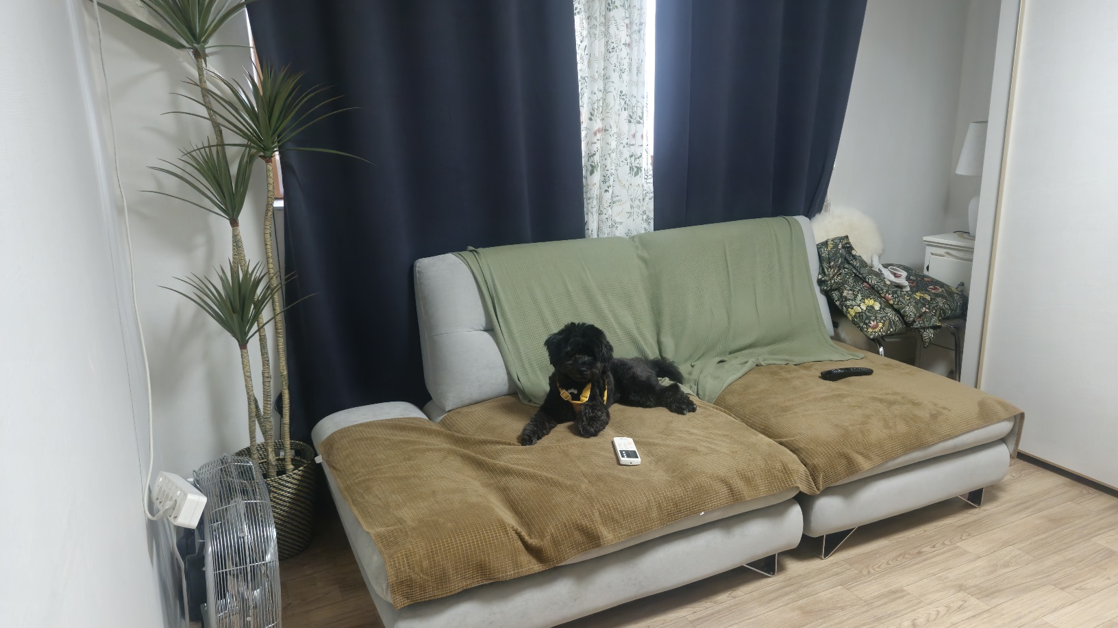 강아지 배개 배고 자는이유 5가지