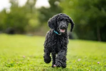 푸들 종류 토이푸들 실버투들 분양 가격 성격_22