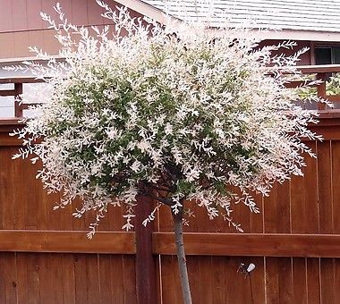 화이트핑크 셀릭스와 플라밍고 셀릭스