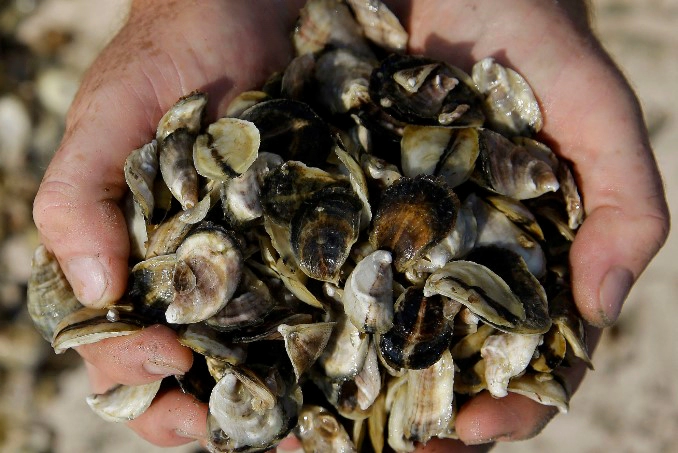 비브리오 패혈증 잠복기 치사율