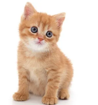 고양이 여름나기 보양식_29