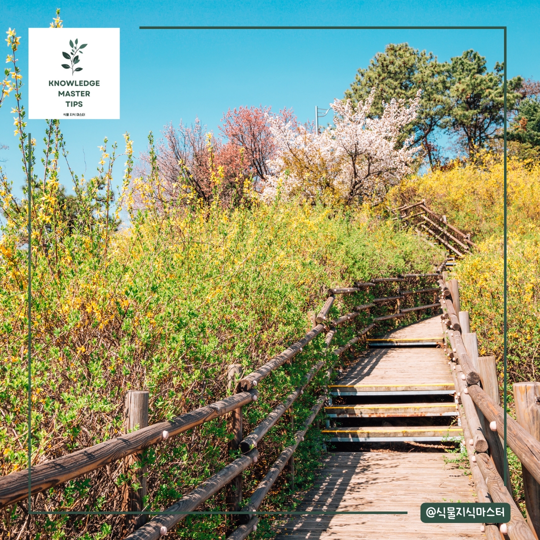 서울 응봉산 – 봄의 전령사, 개나리