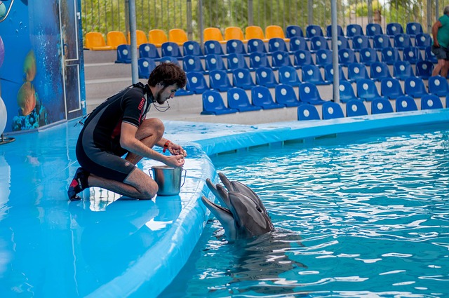 귀여운 돌고래들
