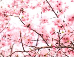 일본-벚꽃-개화시기-1