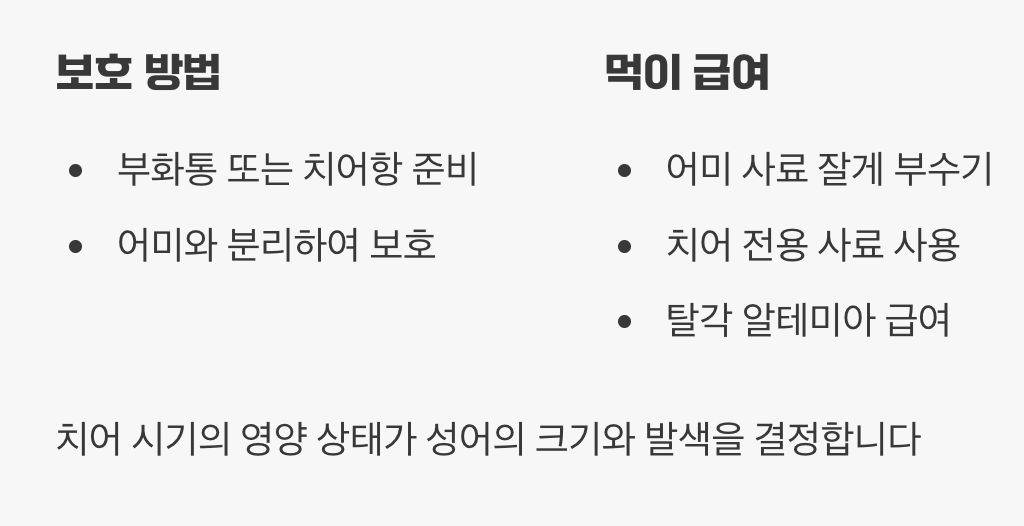 치어 돌보기&amp;#44; 세심함이 필요해요