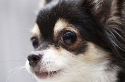 검은 치와와의 얼굴.