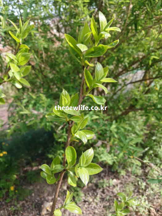 꾸지뽕 잎 효능 폴리페놀 비타민 C 면역력