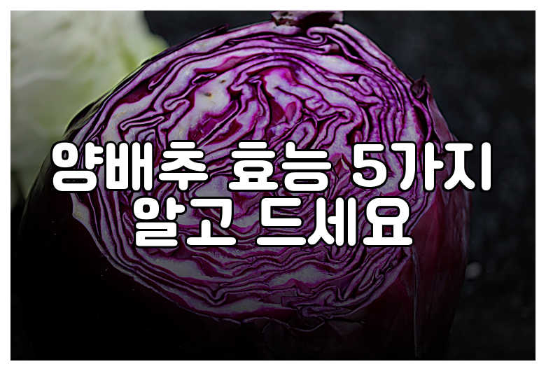 양배추 효능 5가지 알고 드세요