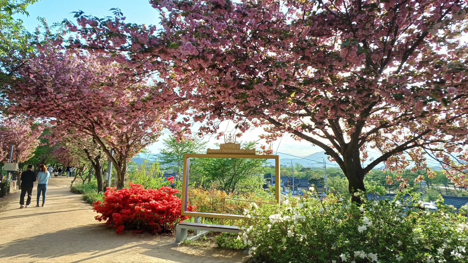 선덕여왕길 겹벚꽃