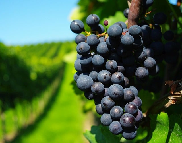 기후 변화가 와인 맛에 미치는 영향과 지역별 대응
