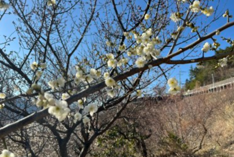양산 원동 매화축제