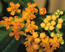 아스클레피아스(금관화) 이미지 사진