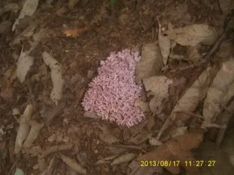 싸리버섯 채취시기종류 정보를 정리_25