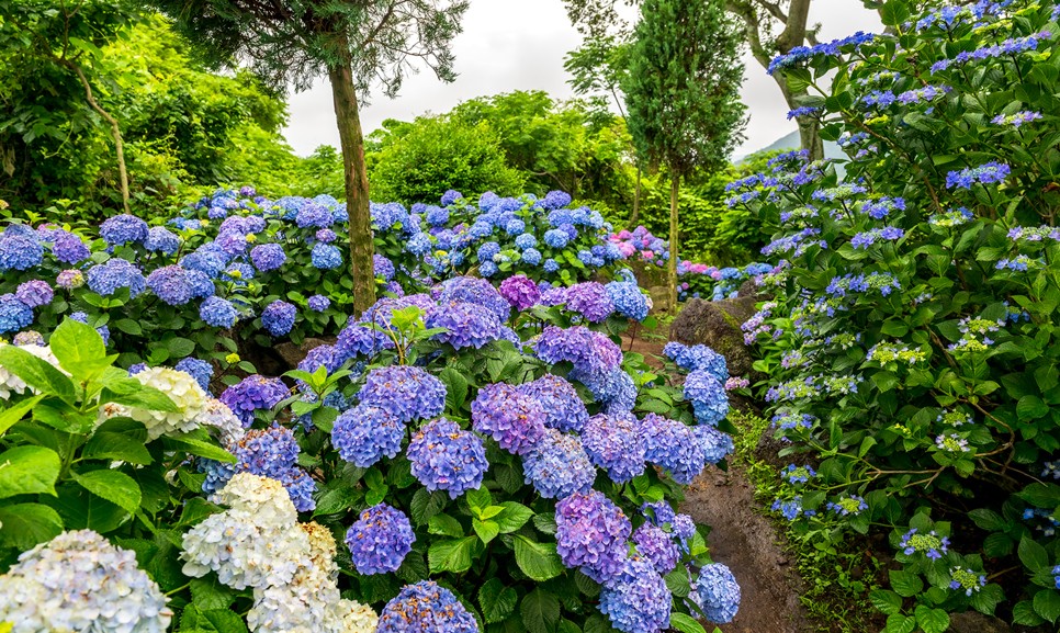 제주 마노르블랑 수국축제