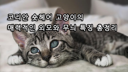 코리안 숏헤어 고양이의 매력적인 외모와 무늬 특징 총정리