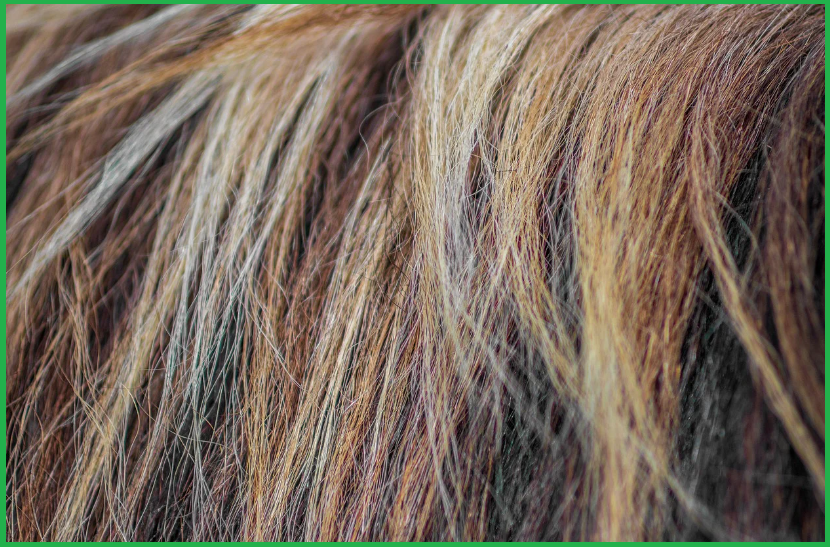 모발이식이란 무엇인가