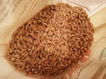 파로 곡물 효능 부작용 먹는 방법_16