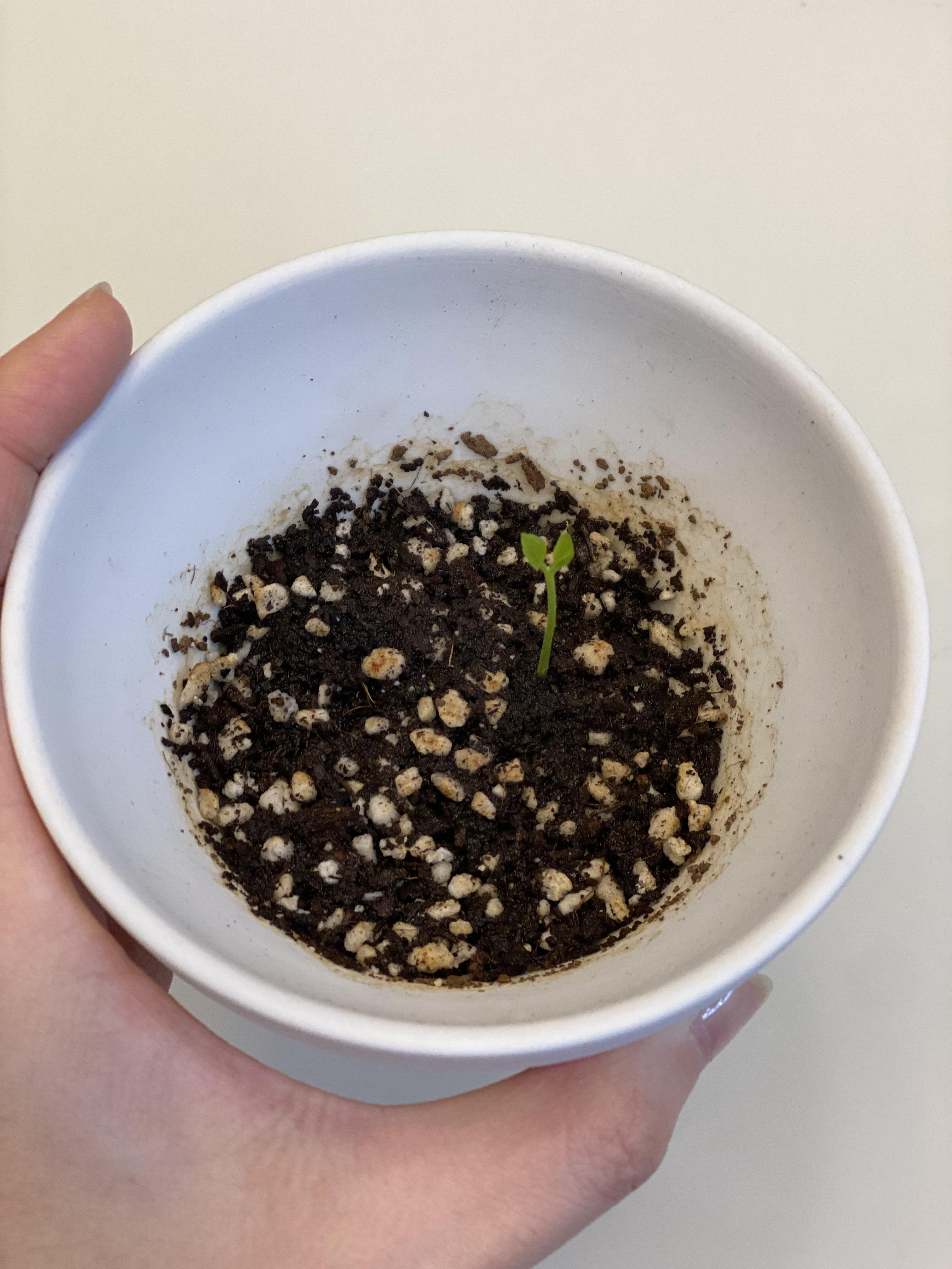 씨앗발아 성공2