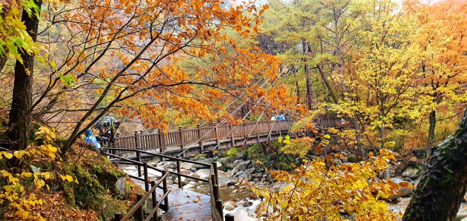 경남 단풍명소 TOP5 ❘ 가을 감성 가득한 산책 · 여행 · 데이트 추천 코스 관련 사진