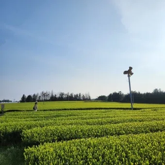 제주 오설록 티뮤지엄 관람 팁과 근처 카페 안내_22