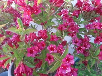 병꽃 무늬병꽃 삼색병꽃 붉은병꽃 아름다운 꽃 종류_22