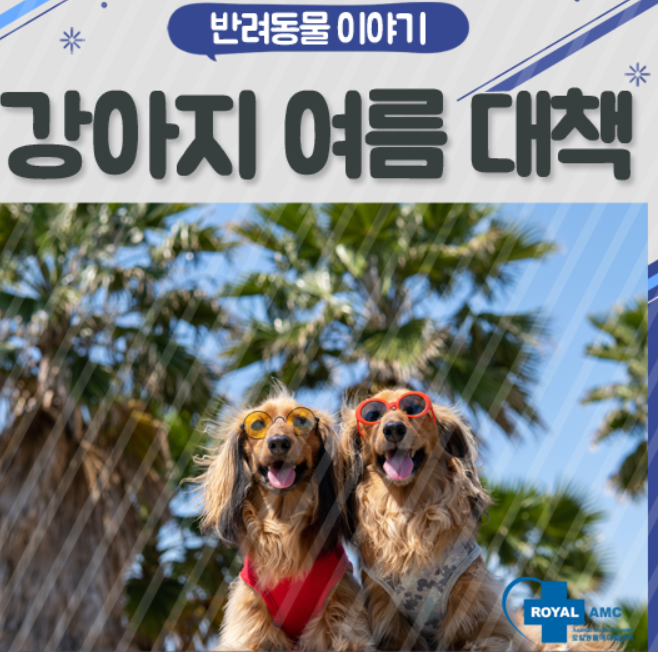 강아지 여름철 건강