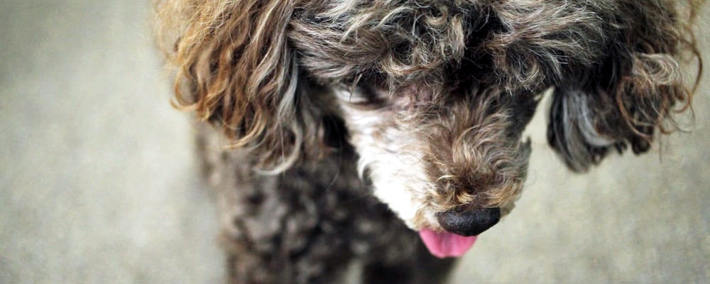 토이푸들 잘 키우는 방법 4