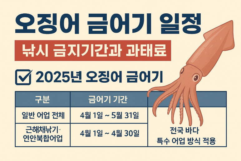 오징어 금어기 일정 과태료 주의사항