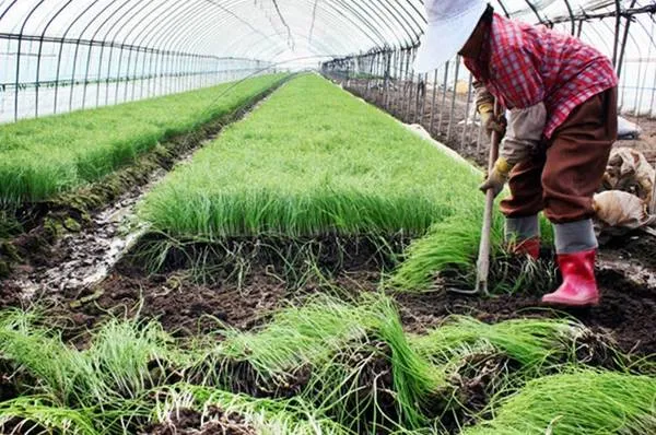 달래 재배 분구 나누기 화분 키우기 향 유지_4