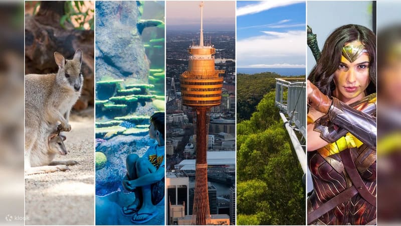 시드니 어트랙션 패스 예매 할인 호주