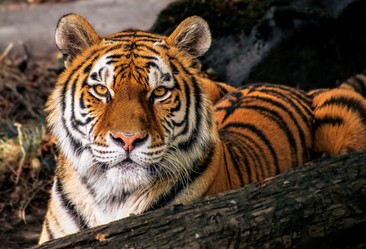 한국호랑이, 백두산의 전설은 살아 있는가?