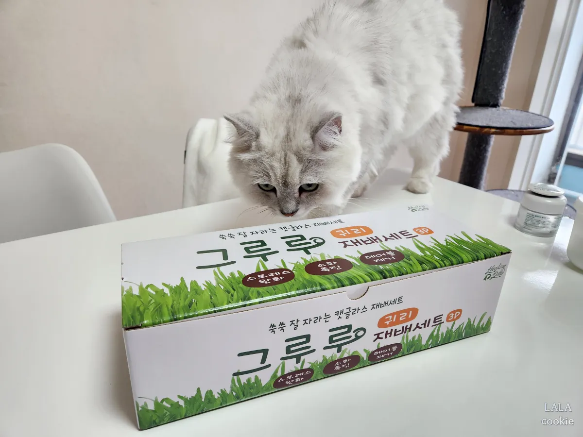 고양이-귀리-추천-그루루-포장-냄새-맡는-고양이