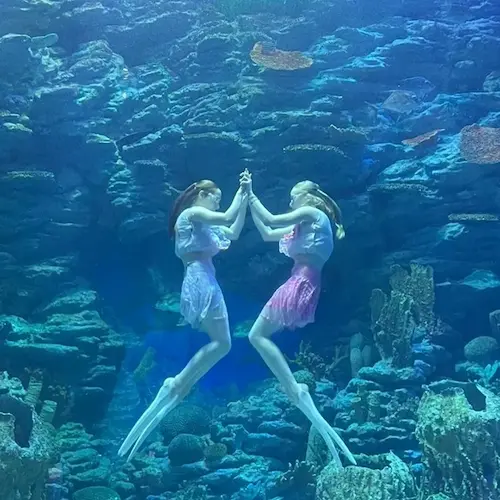 Sea Life 에서 다양한 쇼와 먹이주기 체험이 가능합니다