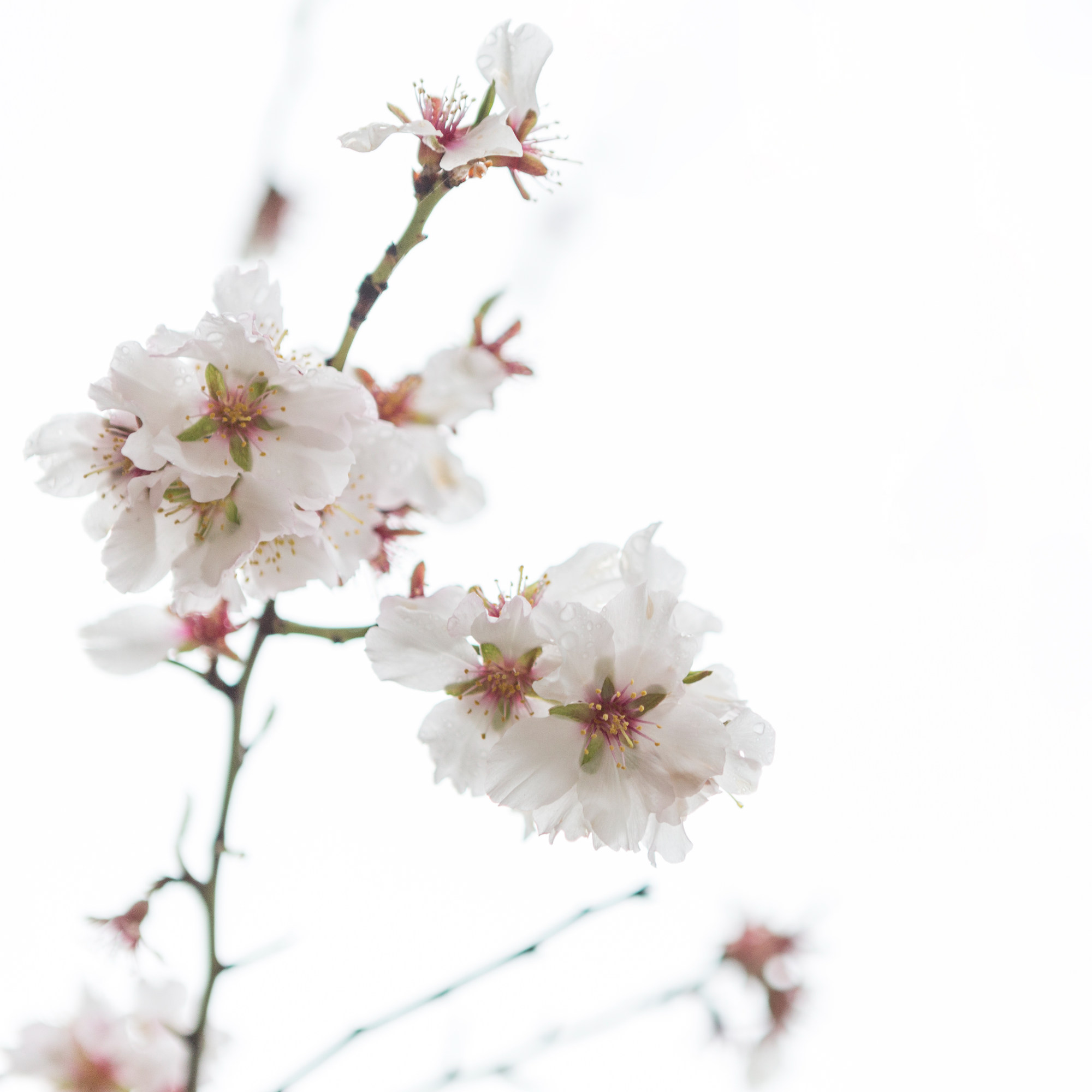 태안 튤립축제 2025 일정,