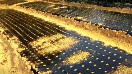 마늘-심는방법-마늘-심는간격-재식거리-마늘-재배밭-멀칭작업