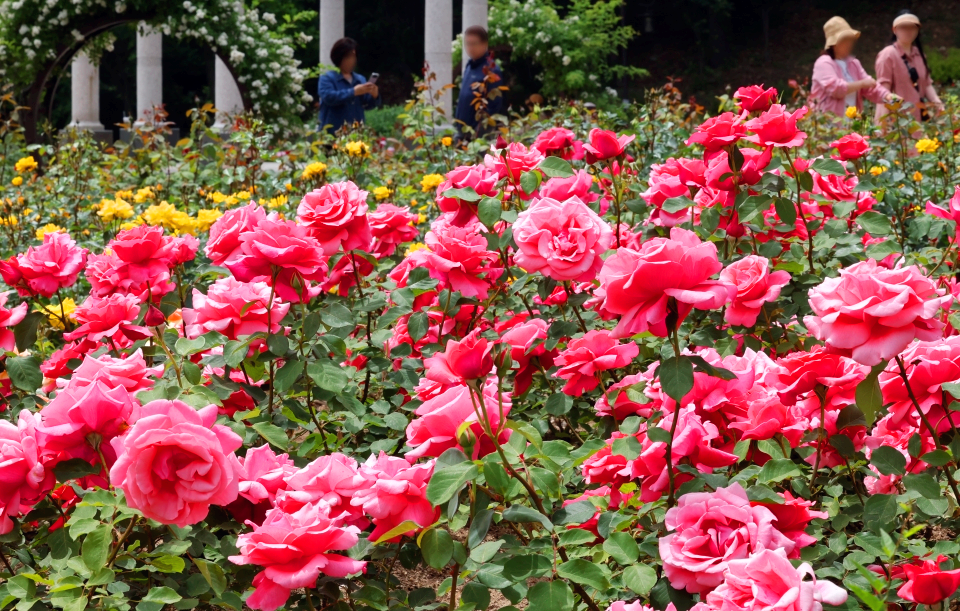 장미꽃밭