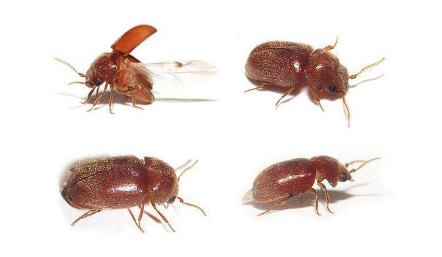 권연벌레의 특징과 생태