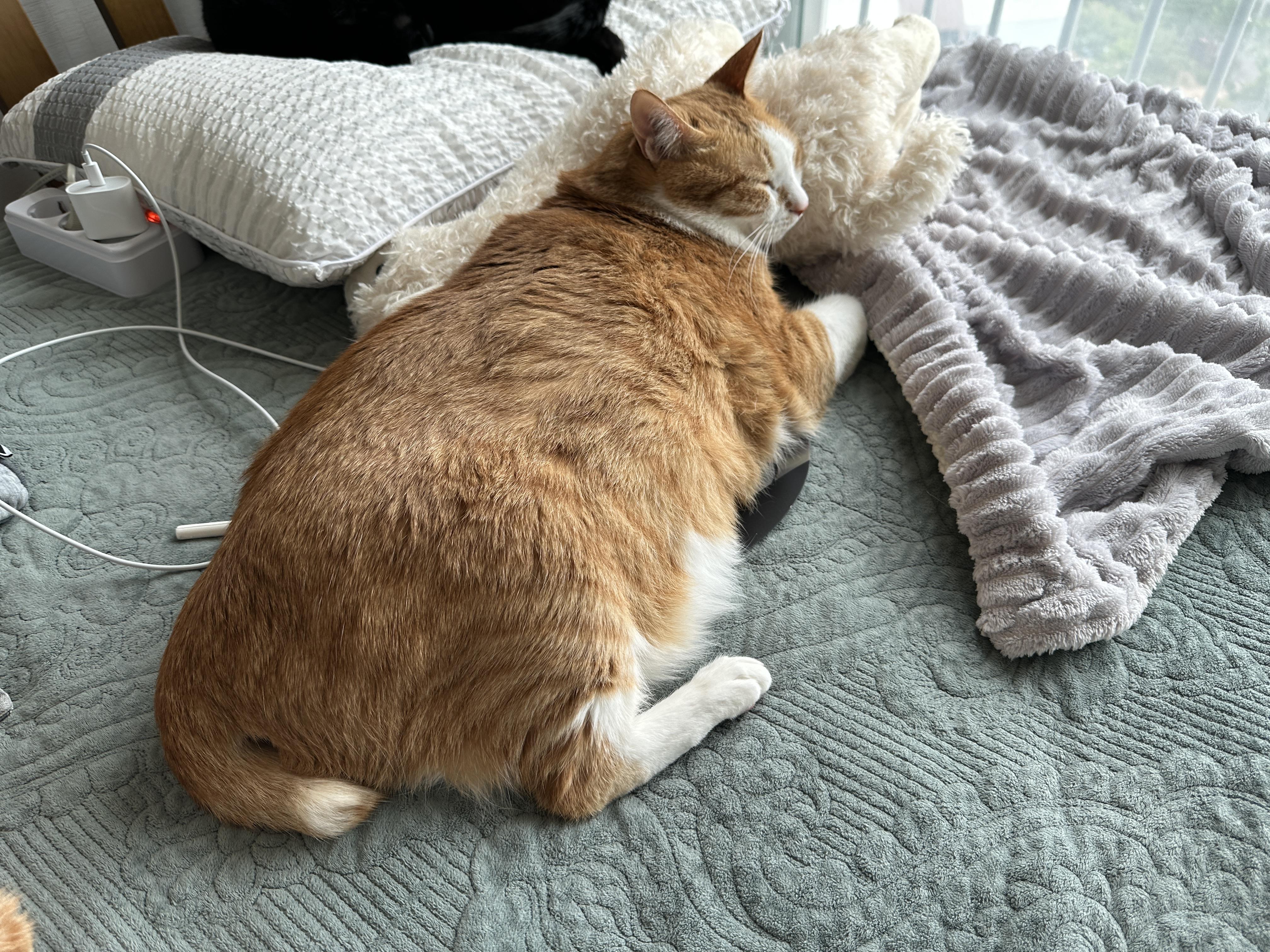 라마_인형을_베고_자는_고양이