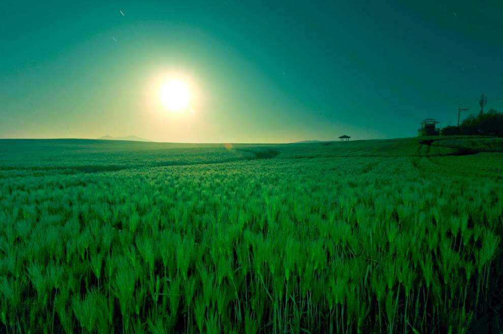 고창청보리밭축제