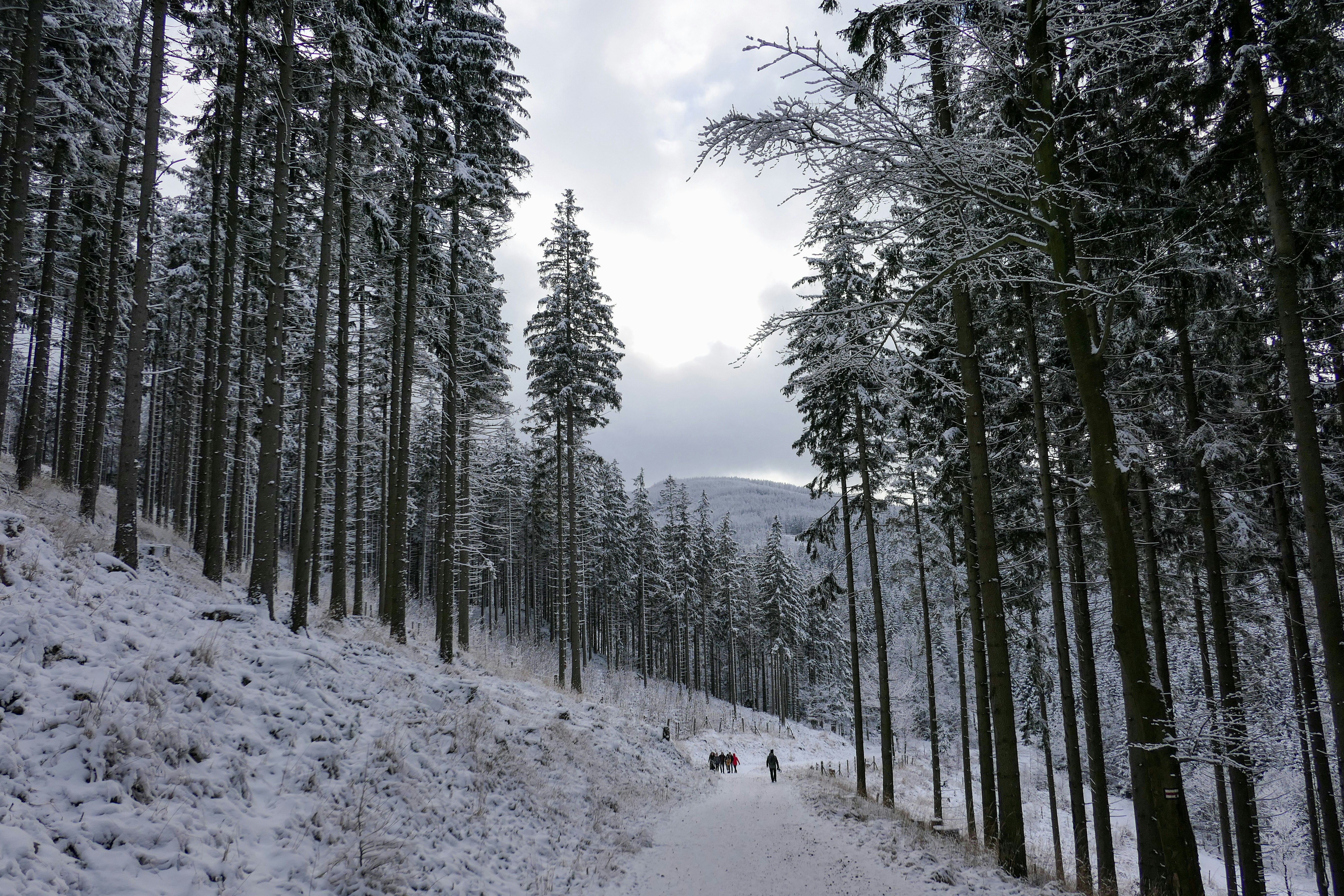 설경 산책로 관련 사진