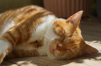 숙면하는 고양이.