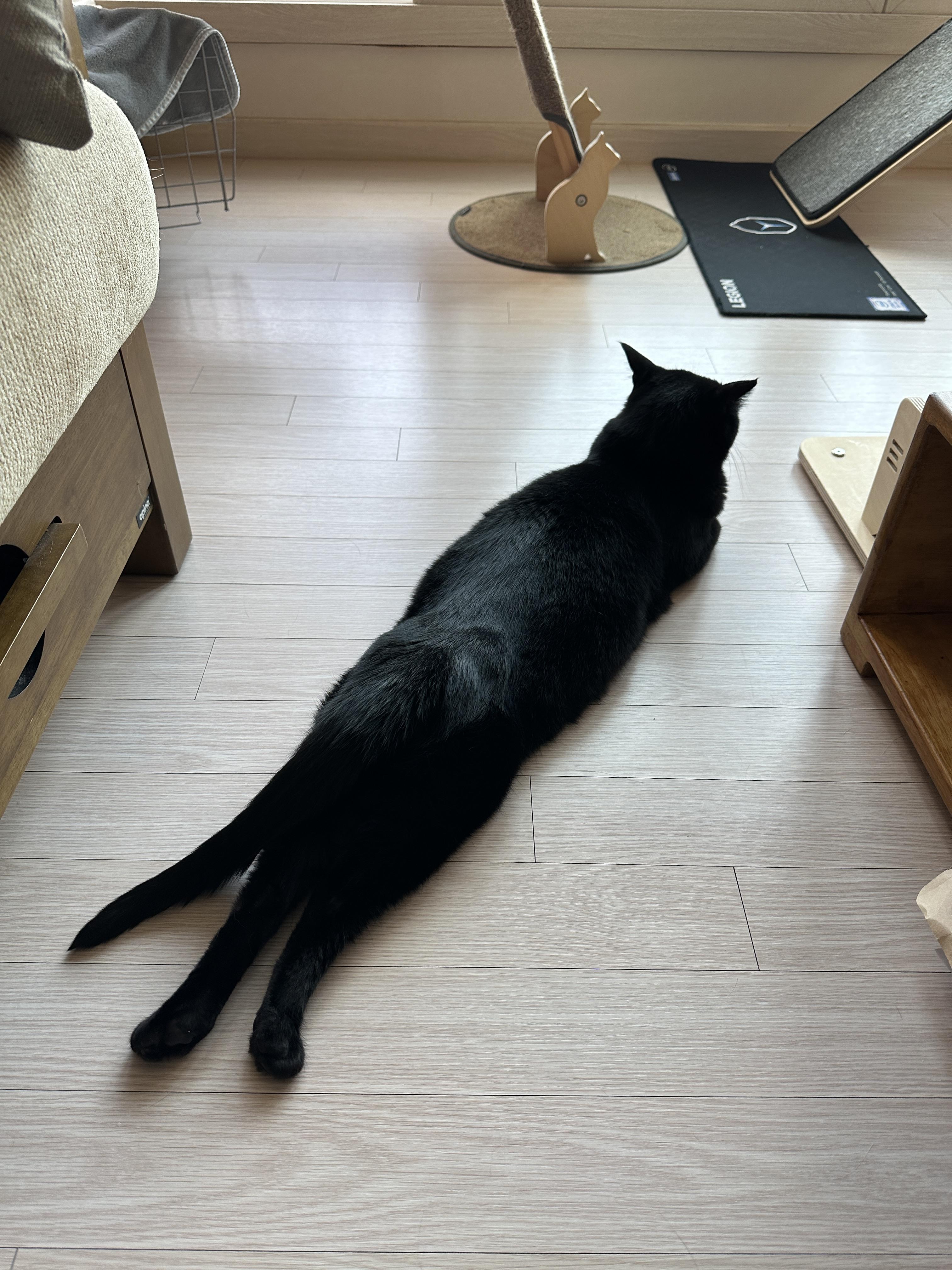 배를_바닥에_깔고_뒷다리_쭈욱_펴고_엎드린_평화주의냥_건이