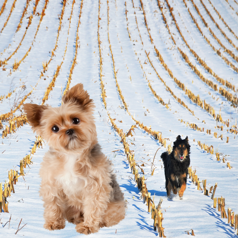 반려견 겨울 산책 중요성과 주의할 점 동상 주의하기