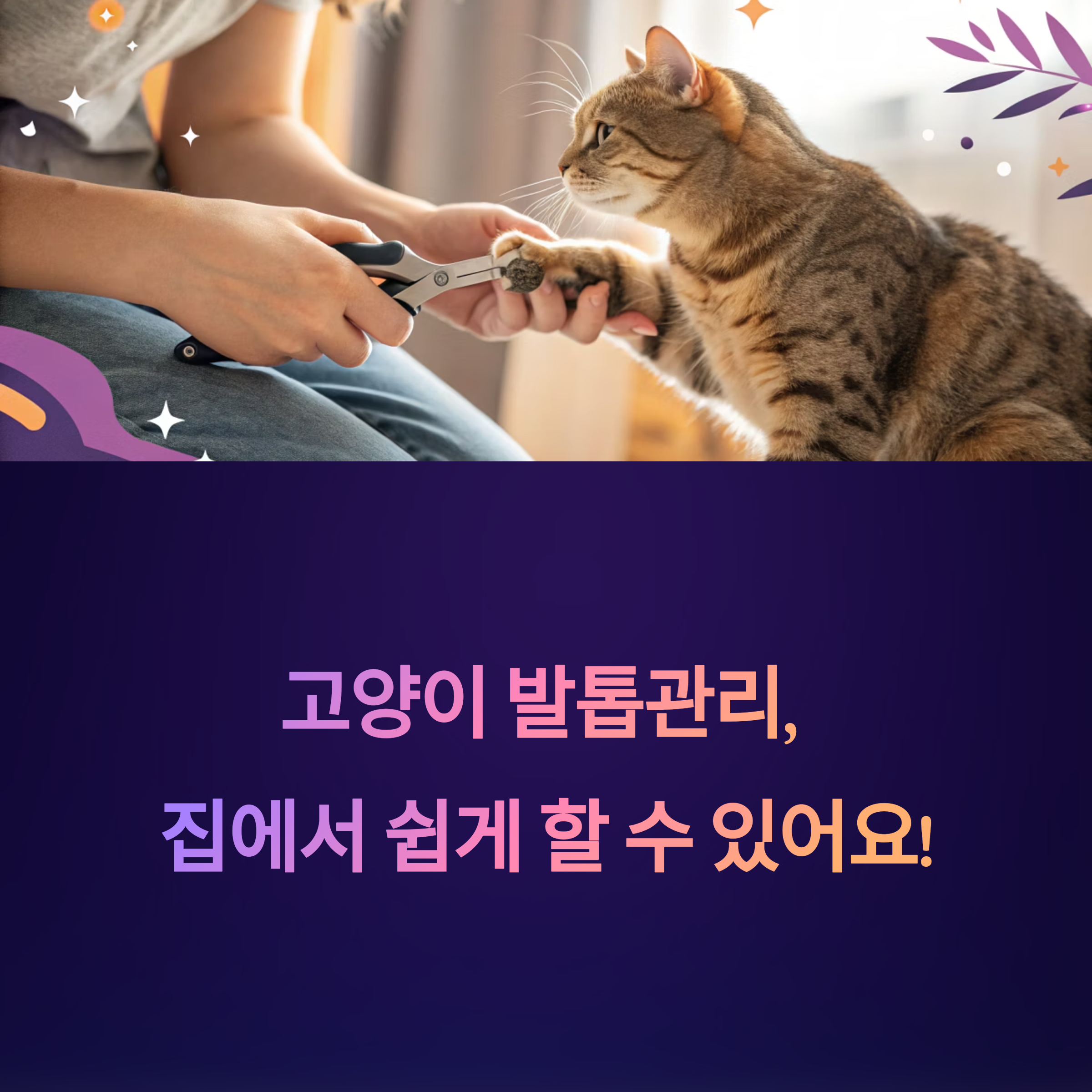 고양이 발톱관리, 집에서 쉽게 할 수 있어요