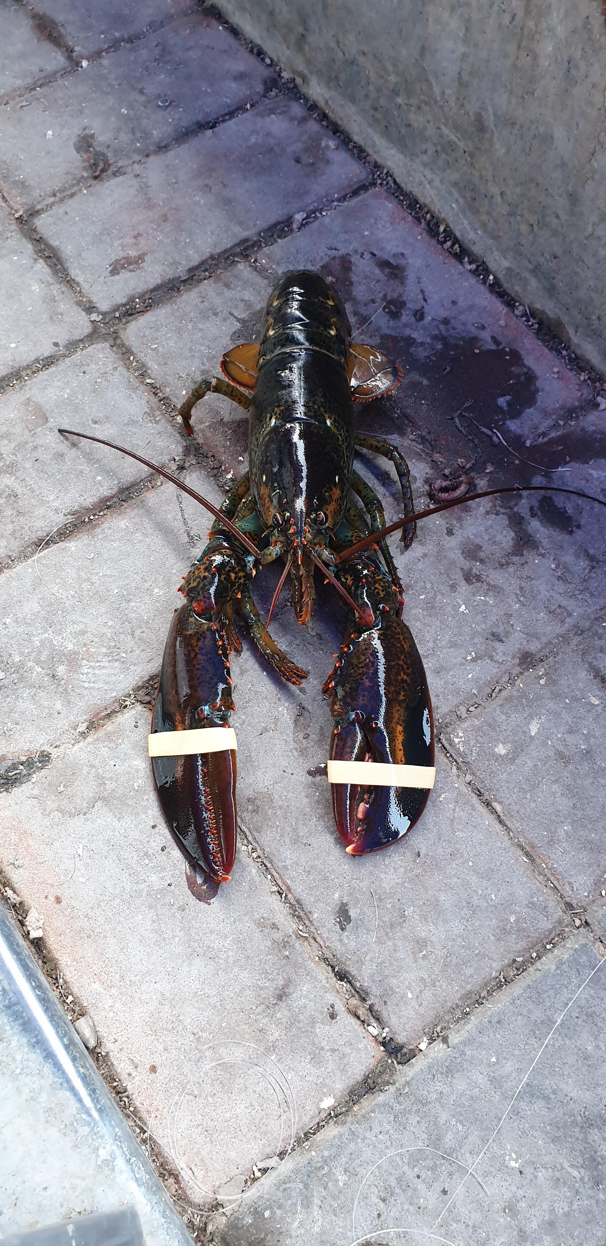 손맛 쏠쏠한 랍스터 낚시 만정사계절 낚시터 손맛 쏠쏠한 랍스터 낚시 만정사계절 낚시터