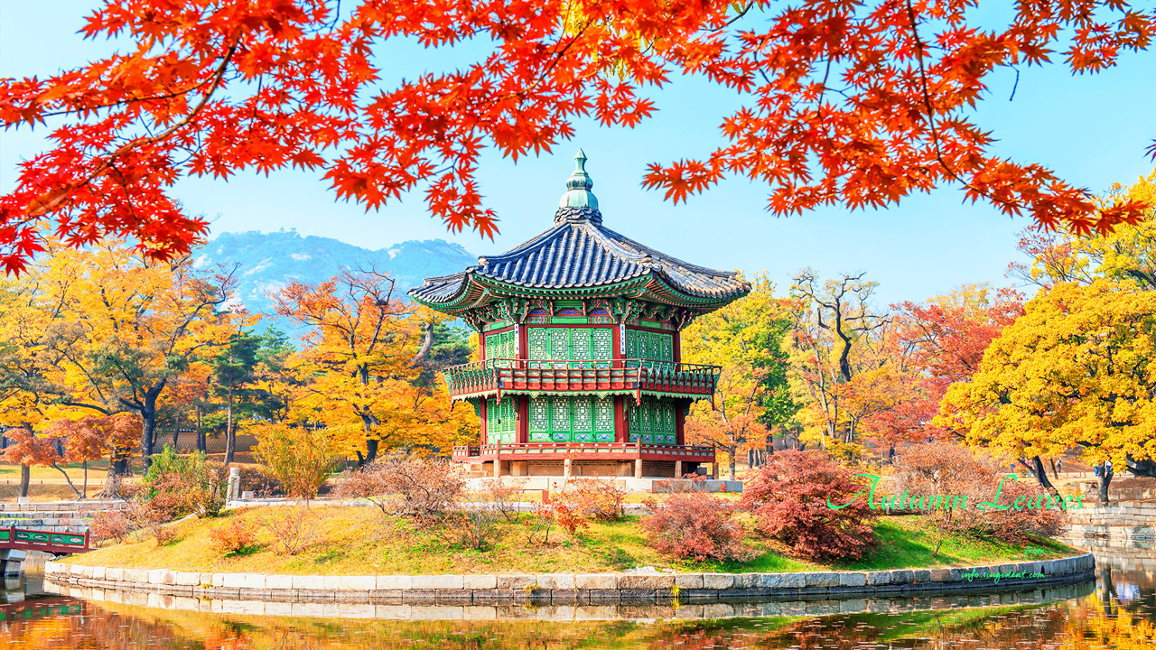 01 단풍잎과 경복궁 향원정 C - Autumn Leaves 단풍배경화면