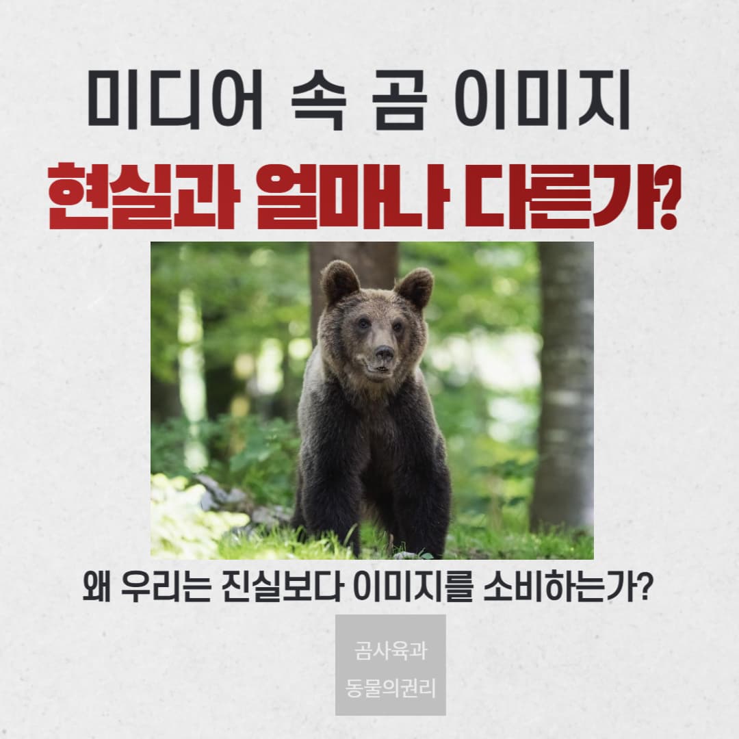 미디어 속 곰, 진짜 모습은? 귀여움 뒤에 숨겨진 현실