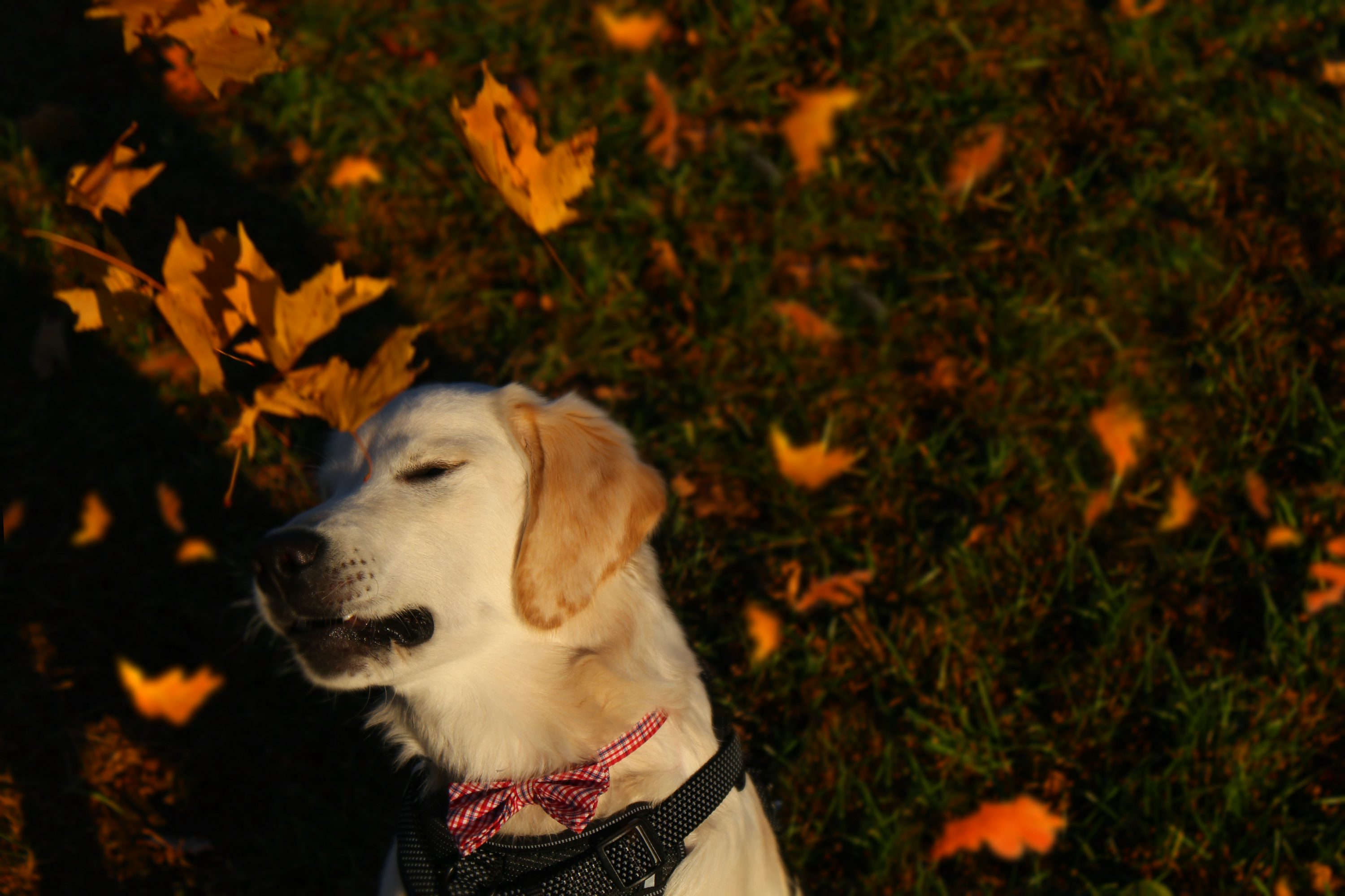 강아지가 계절의 변화를 느끼는 방식, ‘공기 속의 감정 신호’