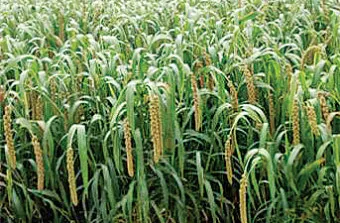 기장 재배 건조 토양 적합 파종 방법 탈곡 요령_8