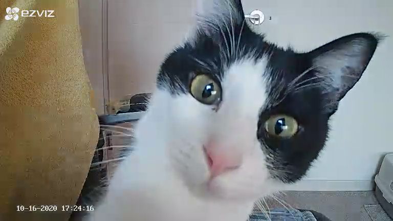 9냥이 집사의 눈뜨면 하는 일들.